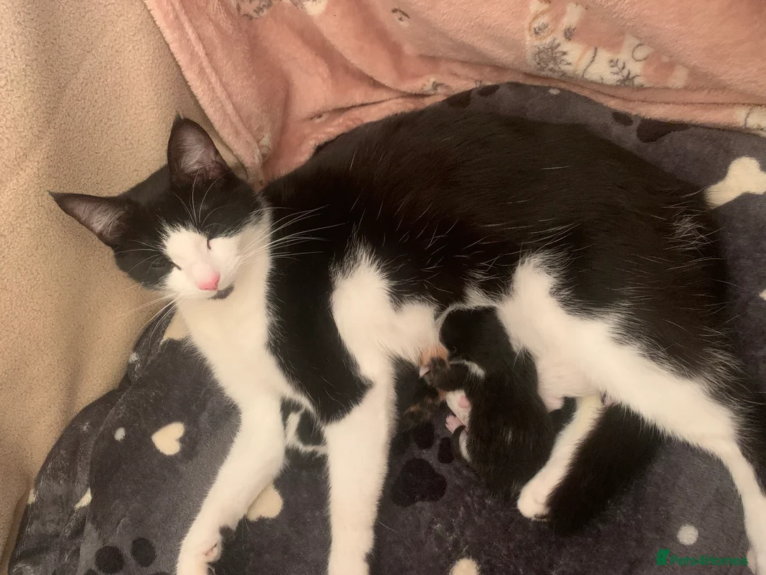 Mixed Breed cats for sale: Male kittens  - Advert 2