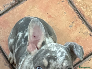 French Bulldog dogs in Spalding - Advert 32