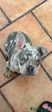 French Bulldog dogs in Spalding - Advert 13