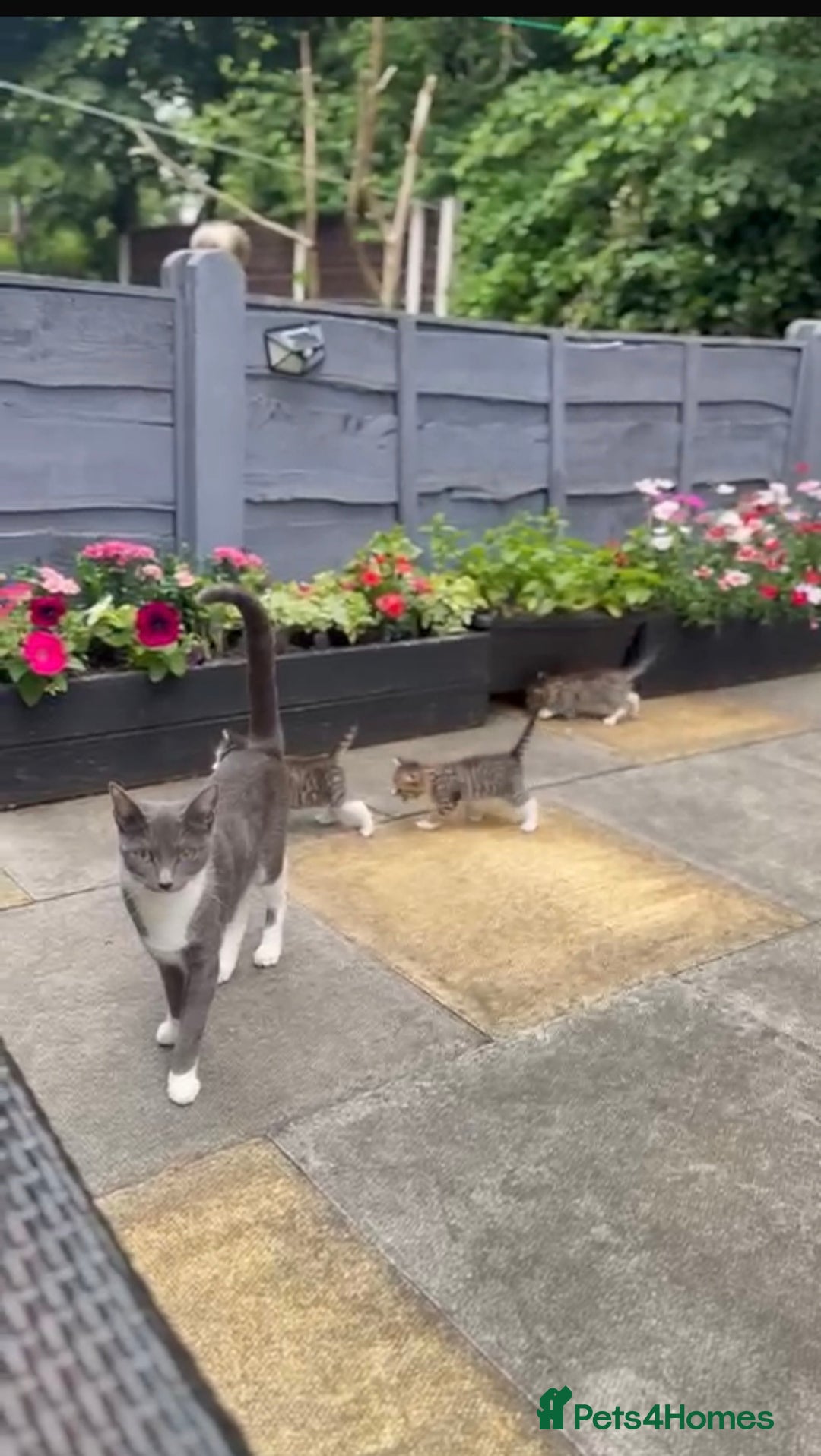 Mixed Breed cats for sale: The Kitten cat female  - Image 3