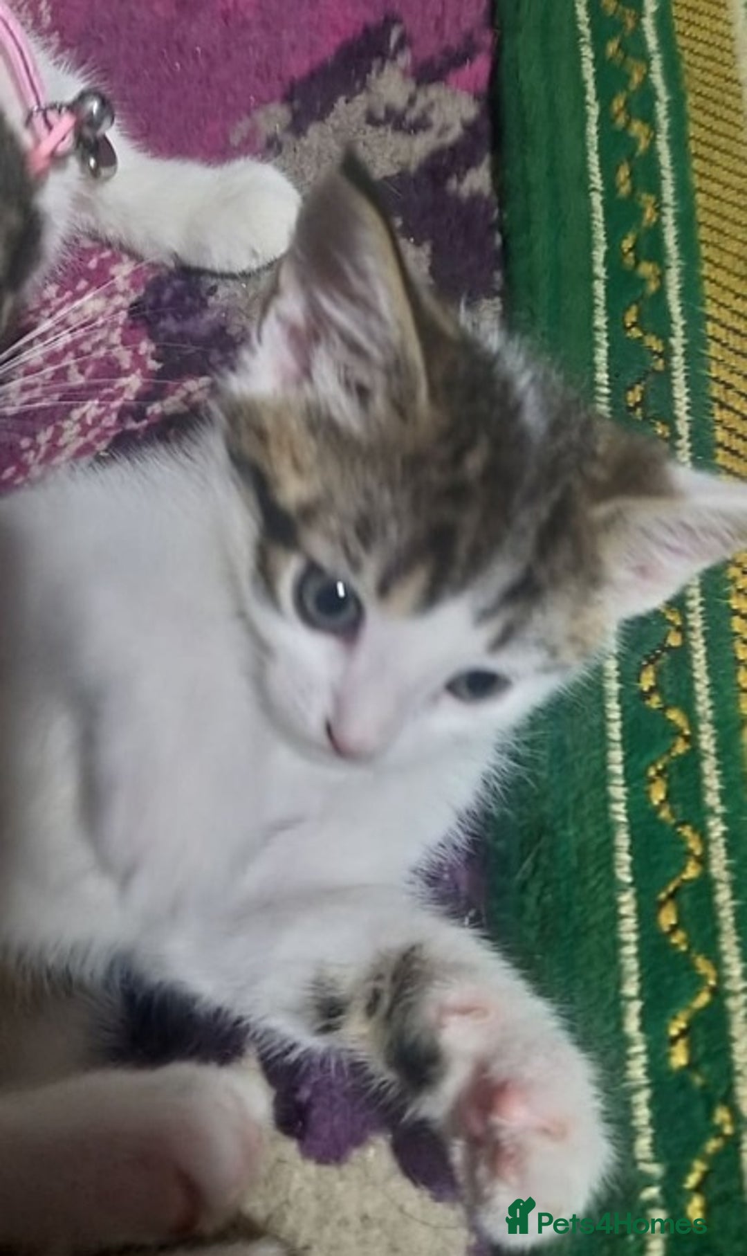 Bengal cats for sale: Mixed Bengal kittens - Advert 4