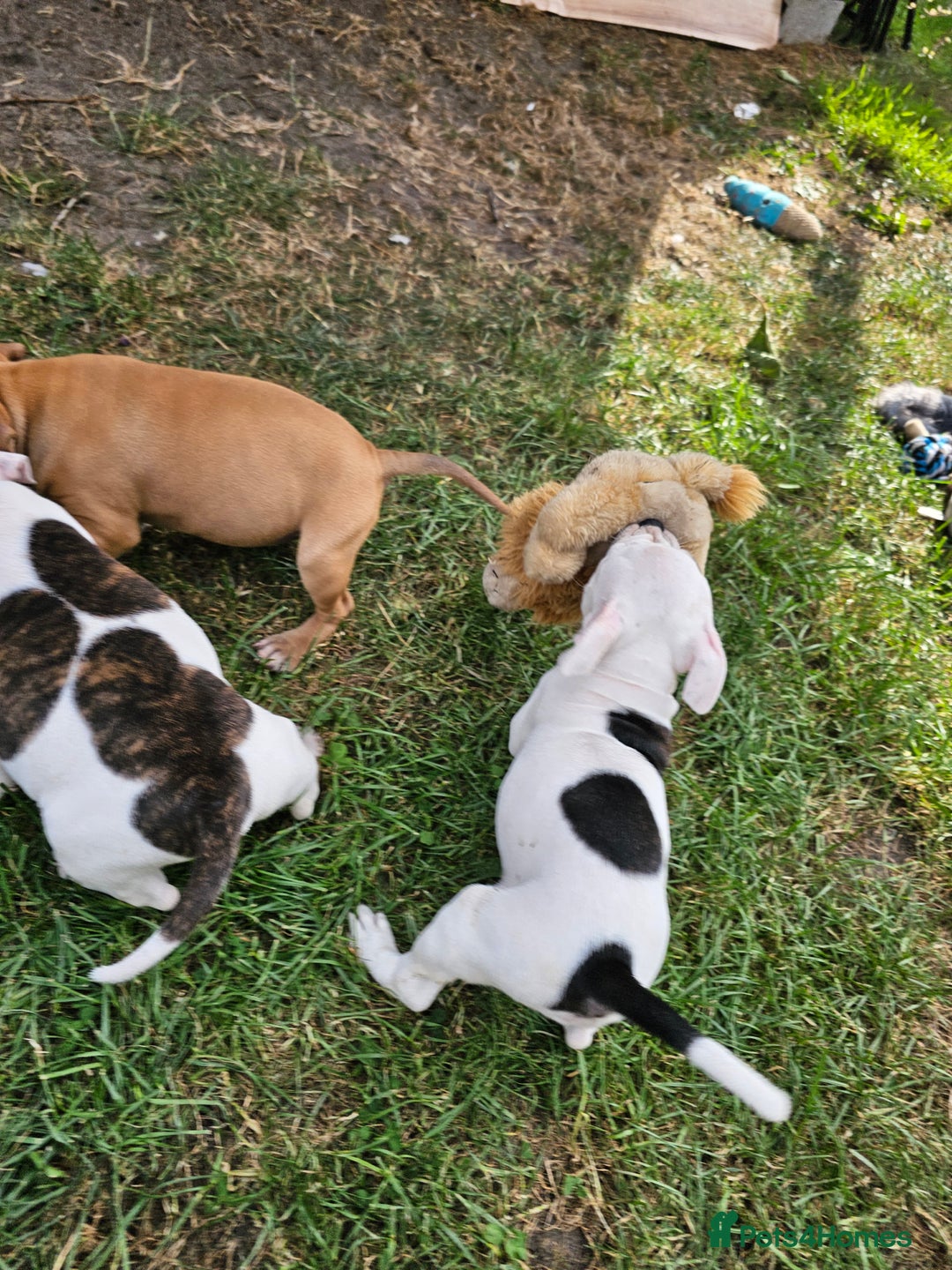 Staffordshire Bull Terrier dogs for sale: 🐾 Beautiful Staffordshire Bull Terrier Puppies 🐾 - Image 10