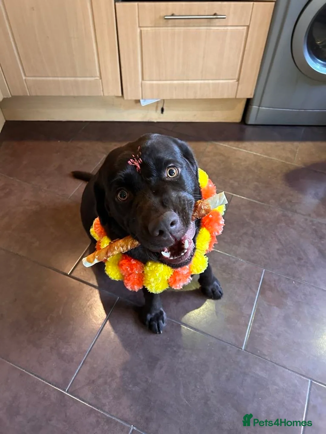 Gallery Image {{count}}