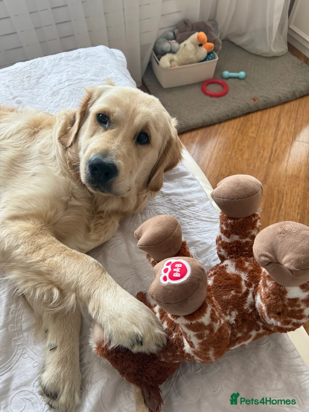 Golden Retriever dogs for stud: Simba~Golden Retriever Stud Available - Advert 12