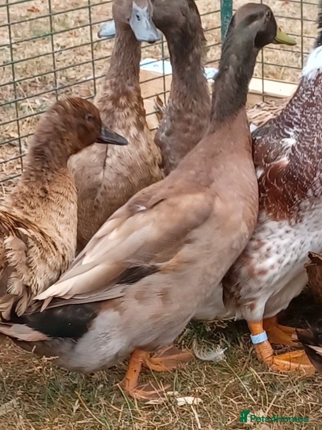 Ducks poultry for sale: Khaki Campbell 2025 drakes, offers considered in Tiverton - Image 8