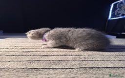 Scottish Fold cats for sale: ⭐️ Beautiful Scottish Folds ⭐️ - Image 19