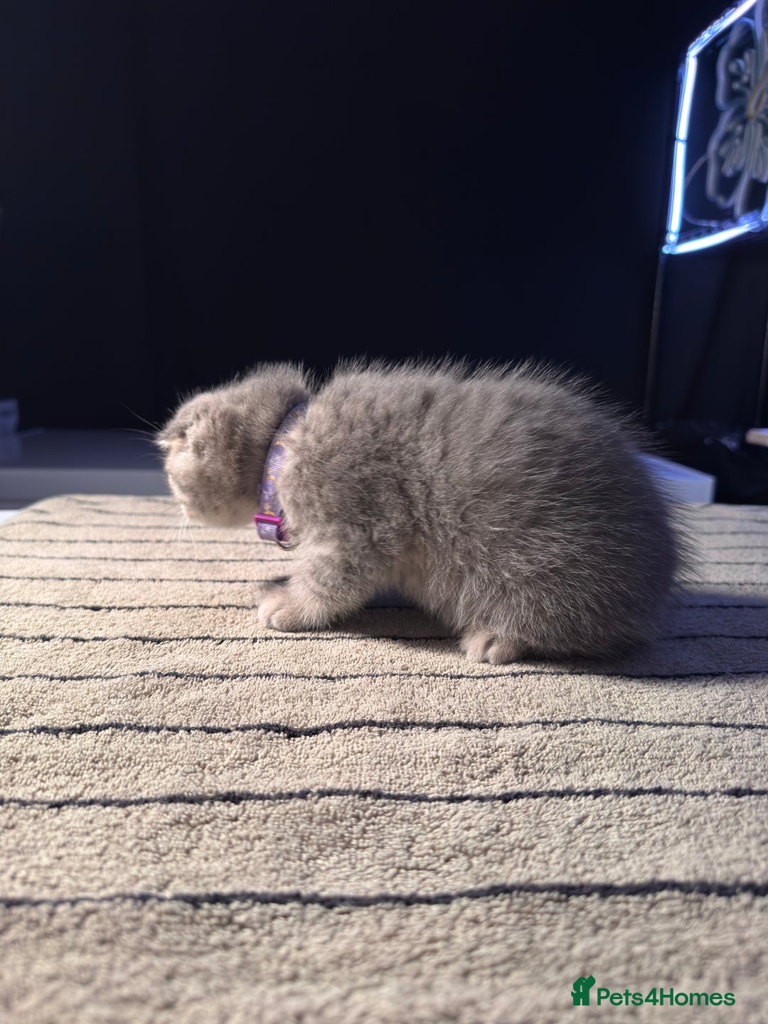 Scottish Fold cats for sale: ⭐️ Beautiful Scottish Folds ⭐️ - Image 19