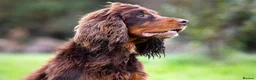 Cocker Spaniel dogs for stud: Proven Stud - Working Cocker Spaniel in Middlewich - Advert 35