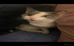 British Shorthair cats for sale: 4 Year Old Female - Image 3