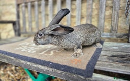 Continental Giant rabbits for sale: Pure Continental Giant Vaccinated  - Image 8