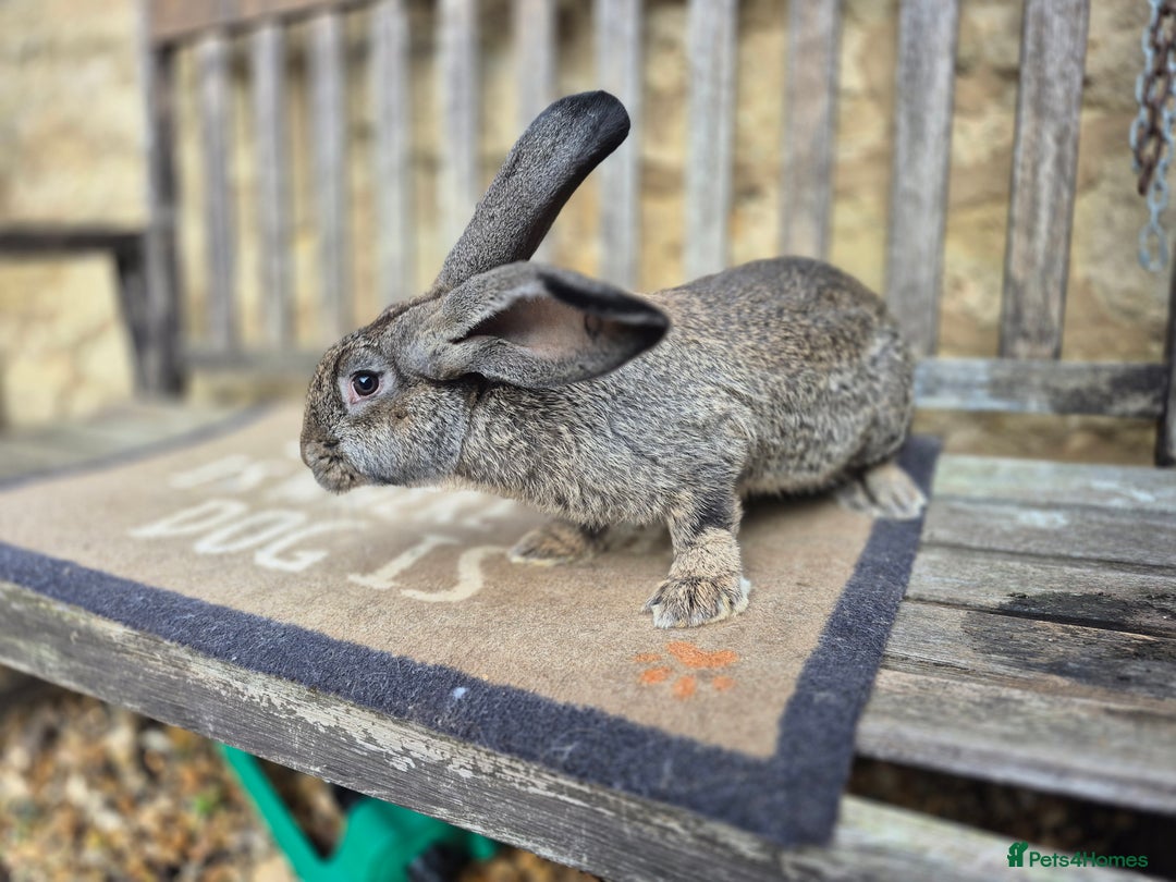 Continental Giant rabbits for sale: Pure Continental Giant Vaccinated  - Image 8