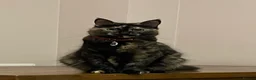 Mixed Breed cats for sale: British Shorthair Cross Kittens for Sale 🐾 - Advert 2