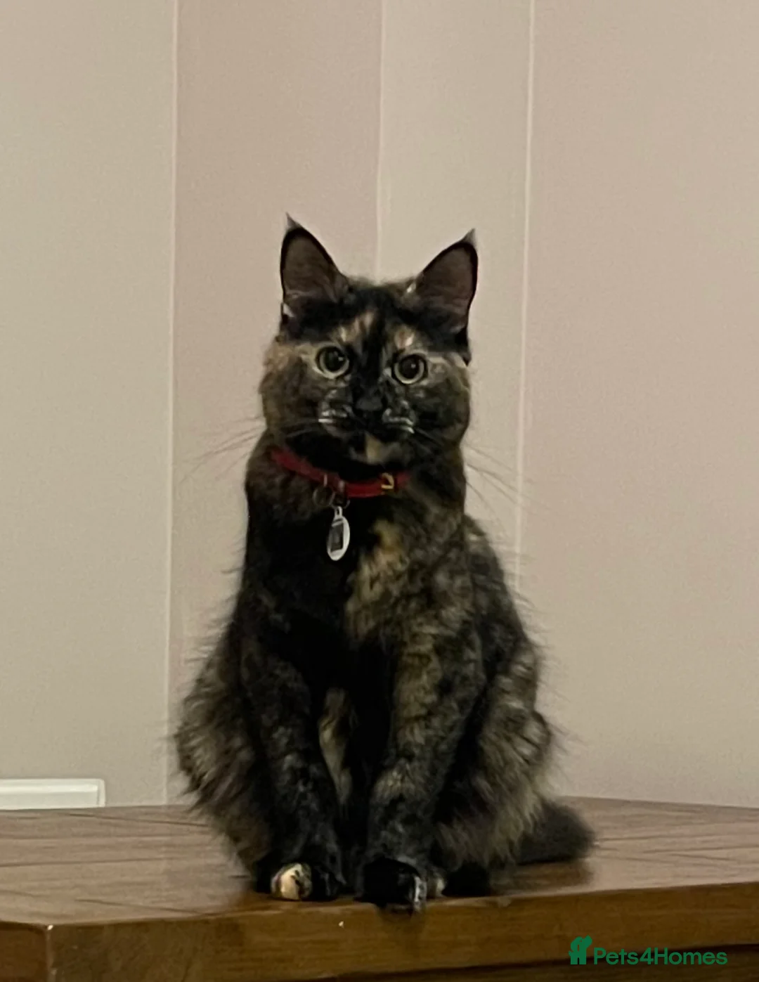 Mixed Breed cats for sale: British Shorthair Cross Kittens for Sale 🐾 - Advert 2