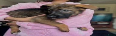 German Shepherd Puppy 2