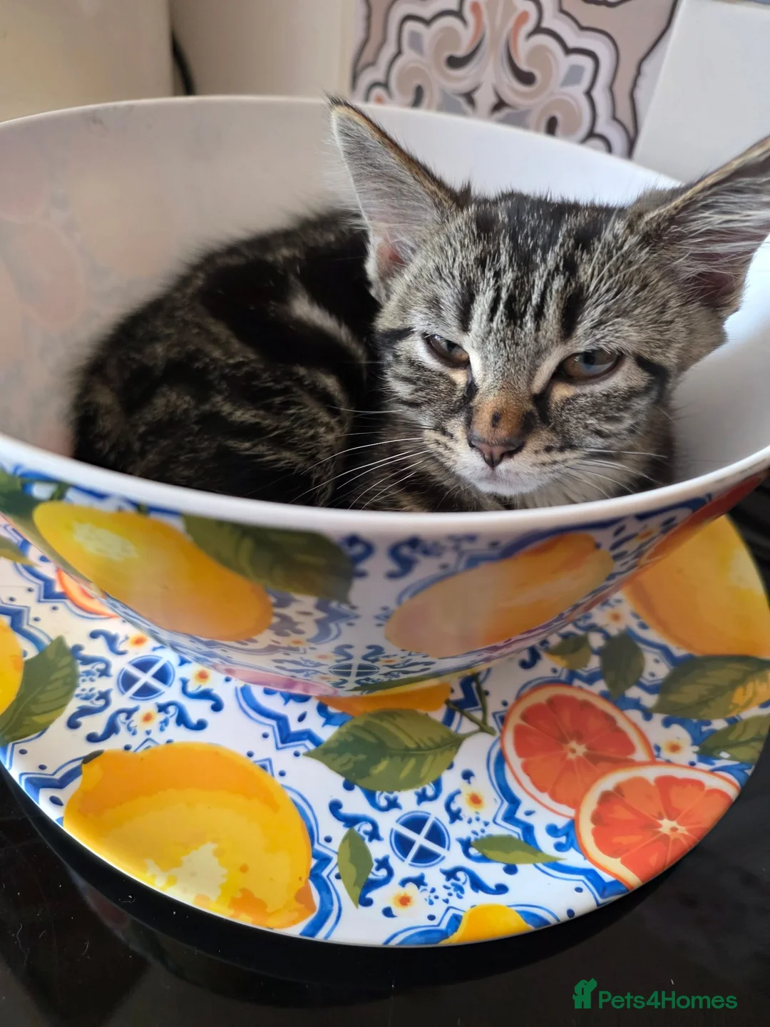 Mixed Breed cats for sale: 14 weeks old 1 boy 1 girl in Ibstock - Advert 2
