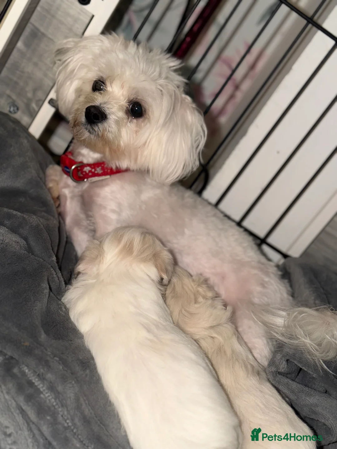 Maltese dogs for sale: Maltese boys  - Advert 7