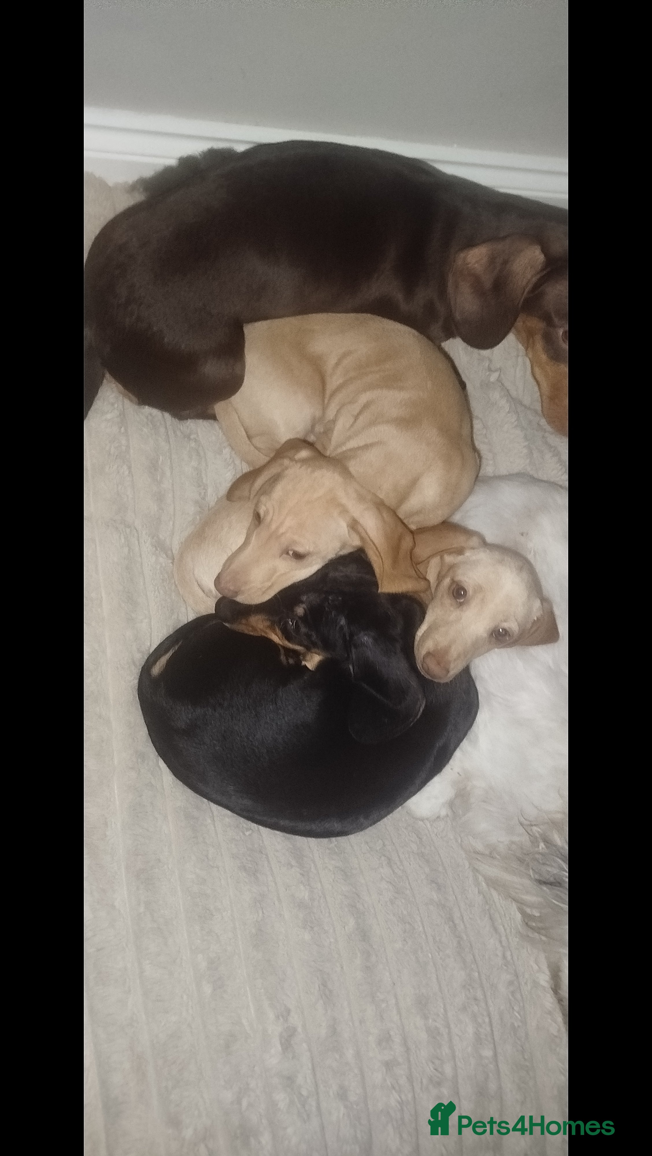 Dachshund dogs Short haired Tweenie dachshund Puppies - Advert 6