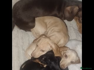 Dachshund dogs Short haired Tweenie dachshund Puppies - Advert 6