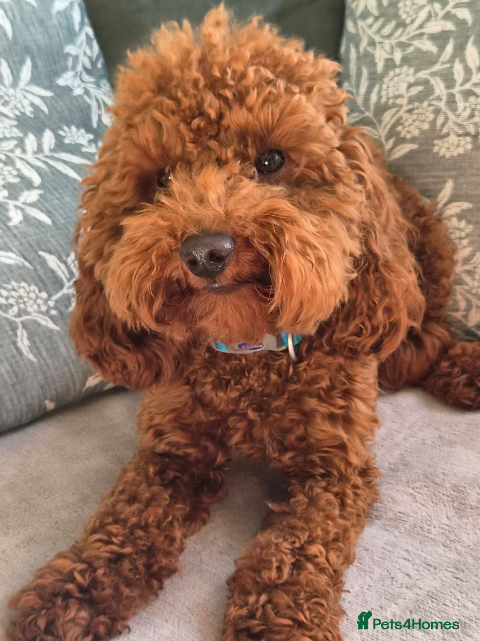 Toy Poodle dogs Toy poodle  - Advert 2