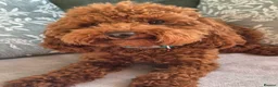 Toy Poodle dogs for stud: Toy poodle  - Advert 1