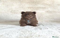 Chow Chow dogs for sale: Exotic colour chowsky puppies for sale  - Image 7
