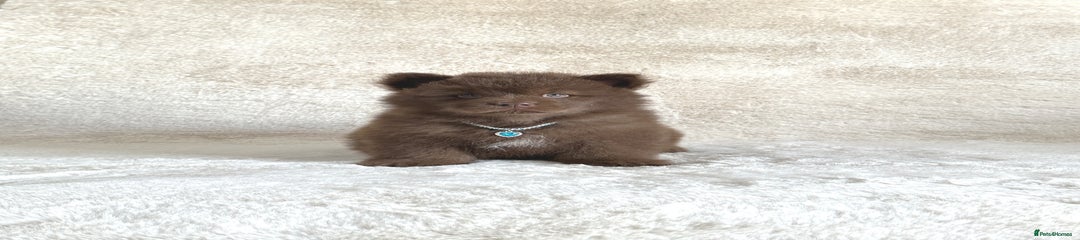 Puppy 1