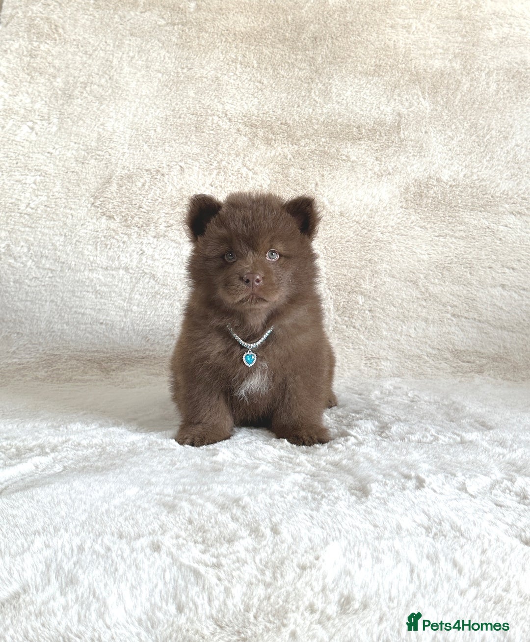 Chow Chow dogs for sale: Exotic colour chowsky puppies for sale  - Image 7