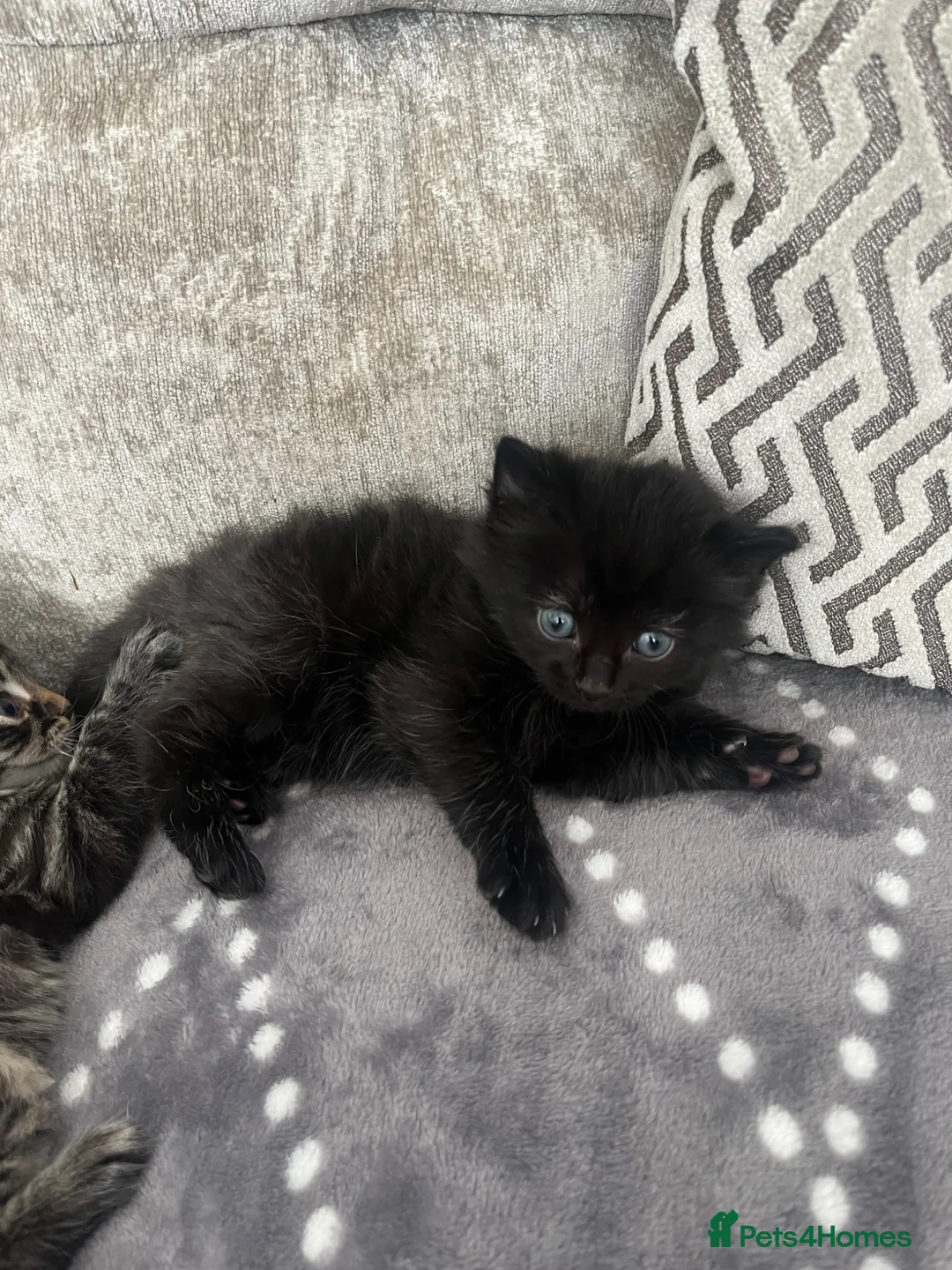 Mixed Breed cats for sale: Beautiful litter 3 left!! Ready to reserve now  - Advert 18
