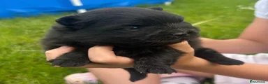 Pomeranian 1