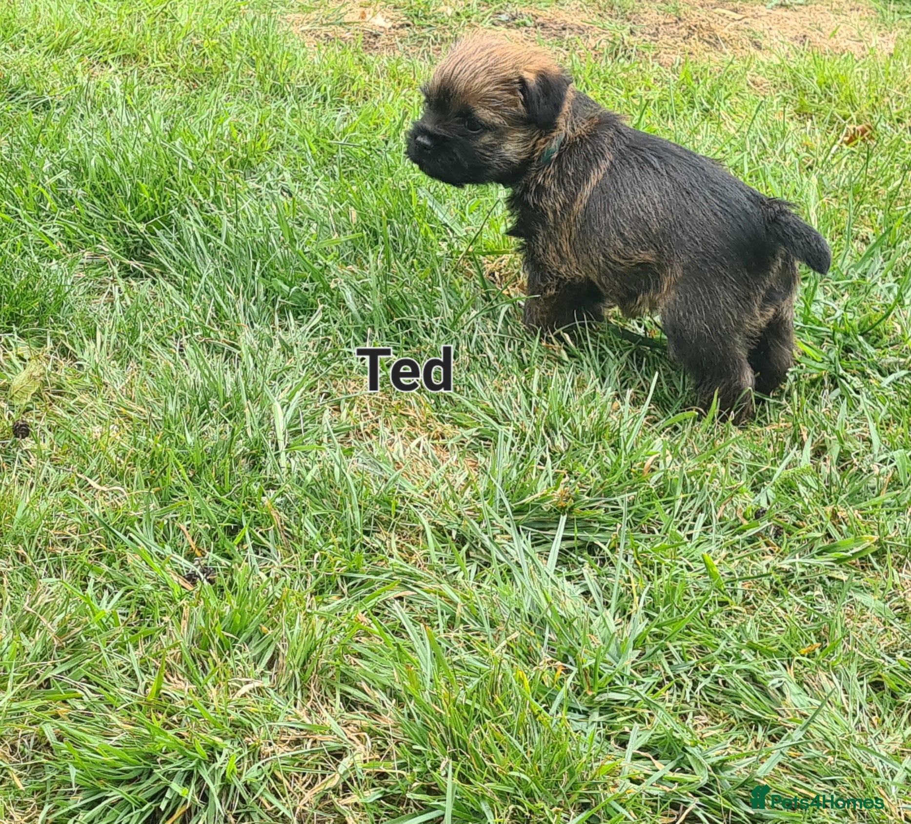 Border Terrier dogs for sale: Pedigree Border Terrier Puppies - Advert 5