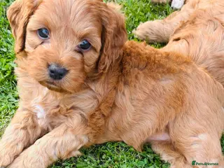 Cockapoo dogs READY NOW Toy cockapoo puppies. - Advert 6