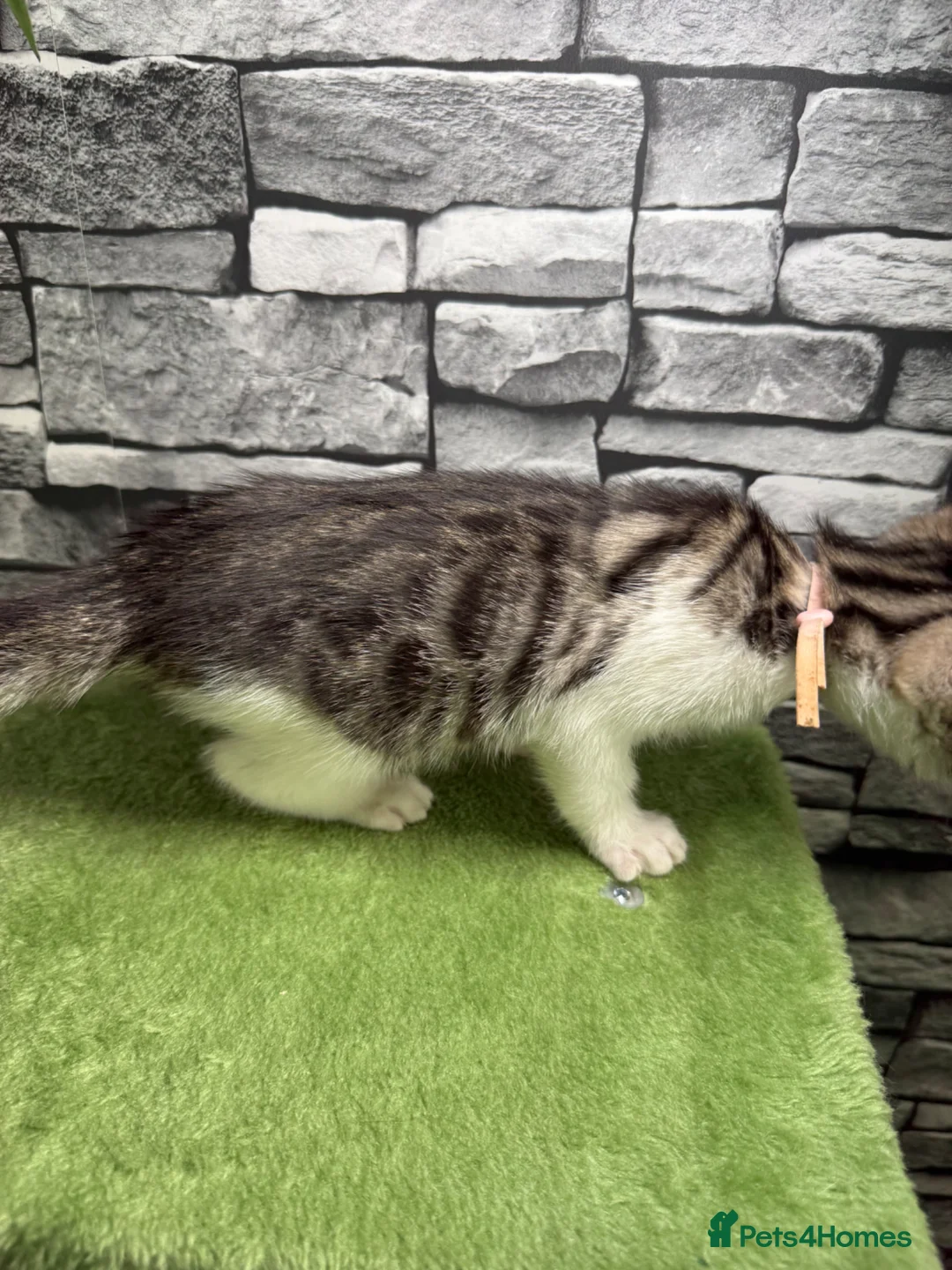 Bengal cats for sale: !! LAST GIRL LEFT !!bengal cross breed 🩷 - Advert 40