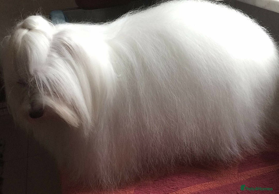 Coton De Tulear dogs for sale: K.C reg Coton de Tulear Puppies inc. World Champio - Advert 20