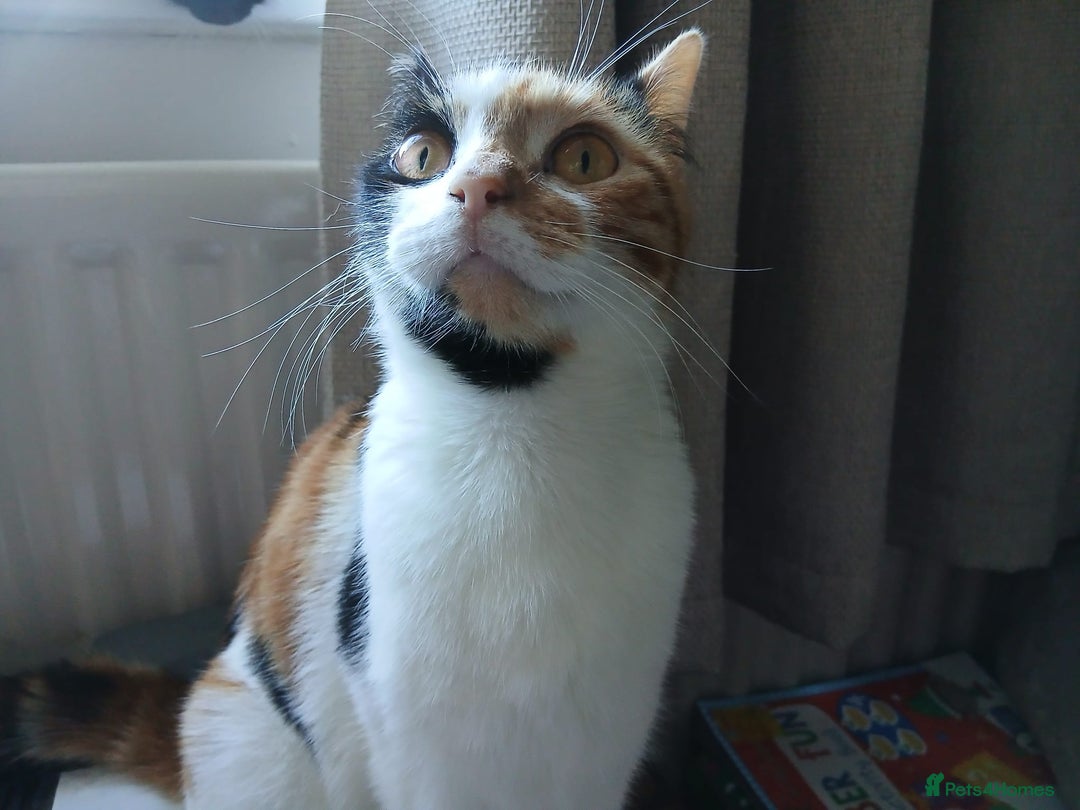 Domestic Shorthair cats for sale: Calico mixed - Image 7