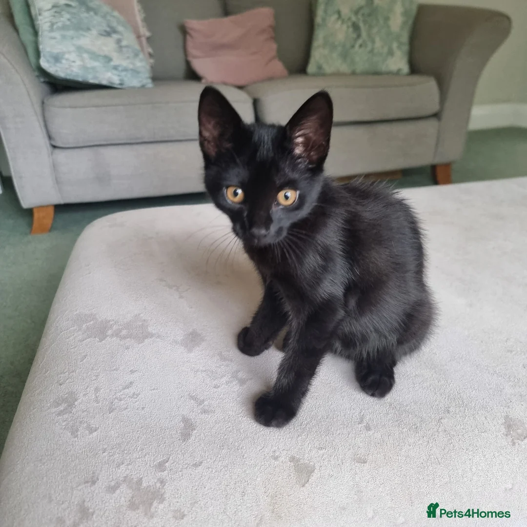 Mixed Breed cats for sale: Scottish fold x male kitten - Advert 1