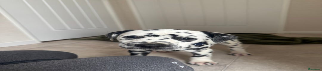 Dalmatian Puppy 2