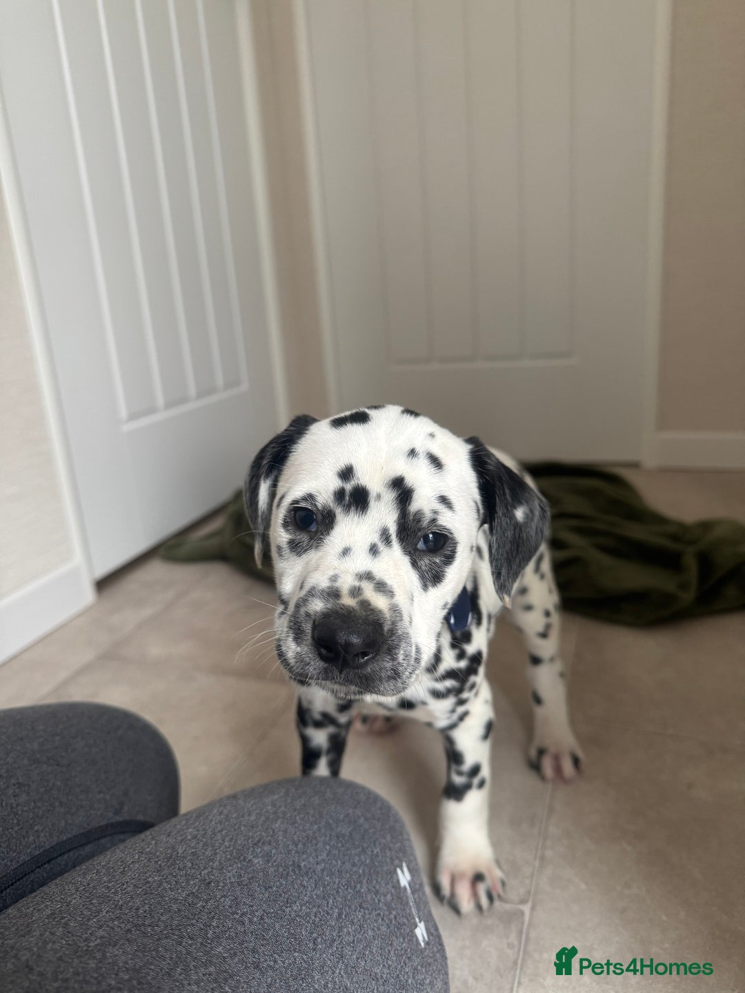 Dalmatian dogs for sale: Dalmatian puppys - Advert 6