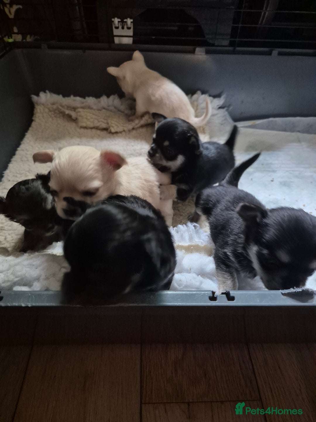 Chihuahua dogs for sale: Chihuahua puppies  - Image 10