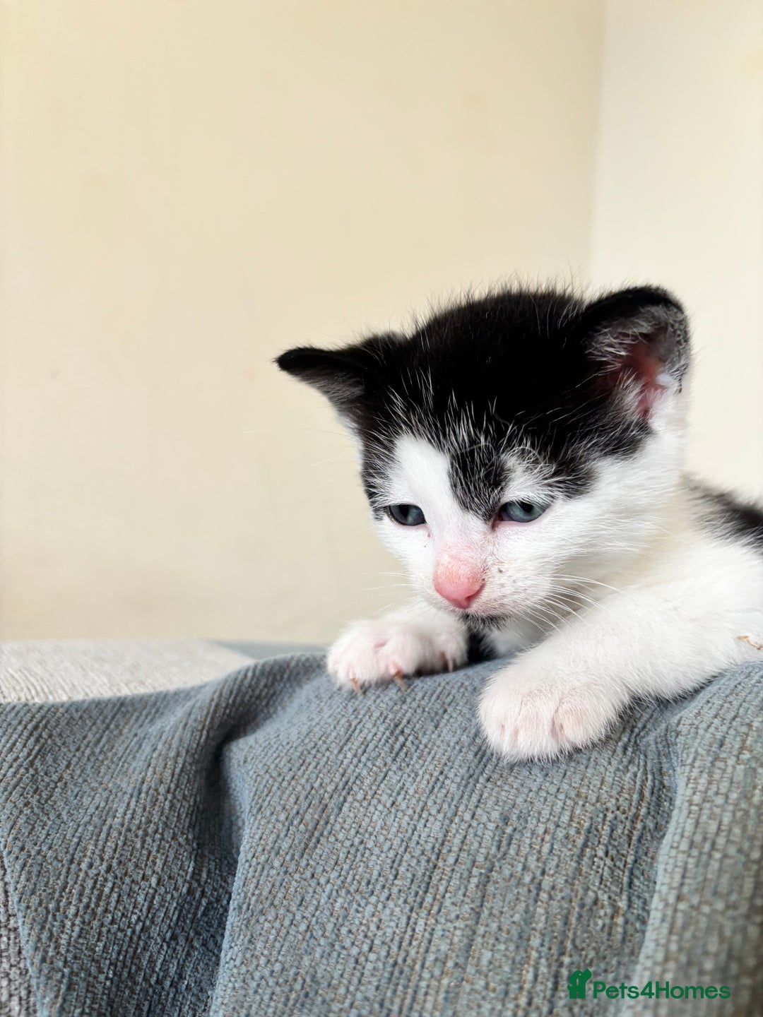 British Shorthair cats for sale: Four hand reared kittens Please read the info - Advert 7