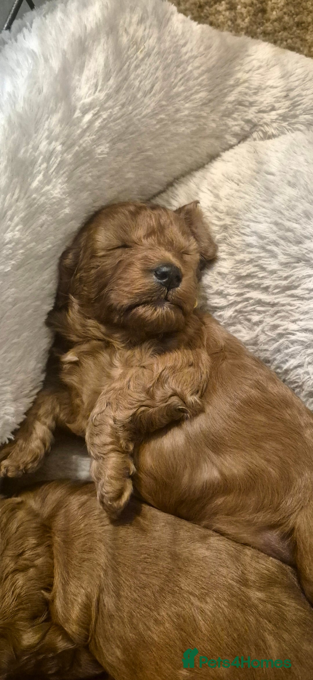 Cockapoo dogs for sale: Adorable fox red f1 toy cockapoo puppies - Advert 2