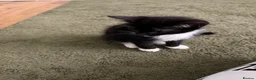 Mixed Breed cats for sale: Kittens  - Advert 7