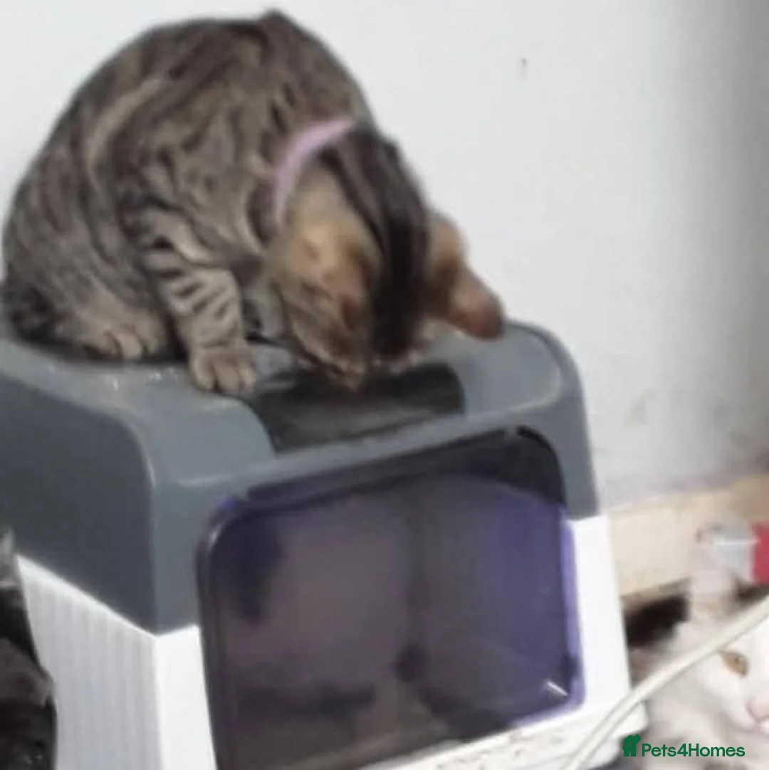 Domestic Shorthair cats for sale: Playful spotted tabby neutered, chipped vaccinated - Advert 14