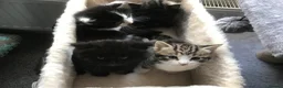 Mixed Breed cats for sale: Beautiful Litter of Fluffy Kittens  in Petersfield - Advert 5