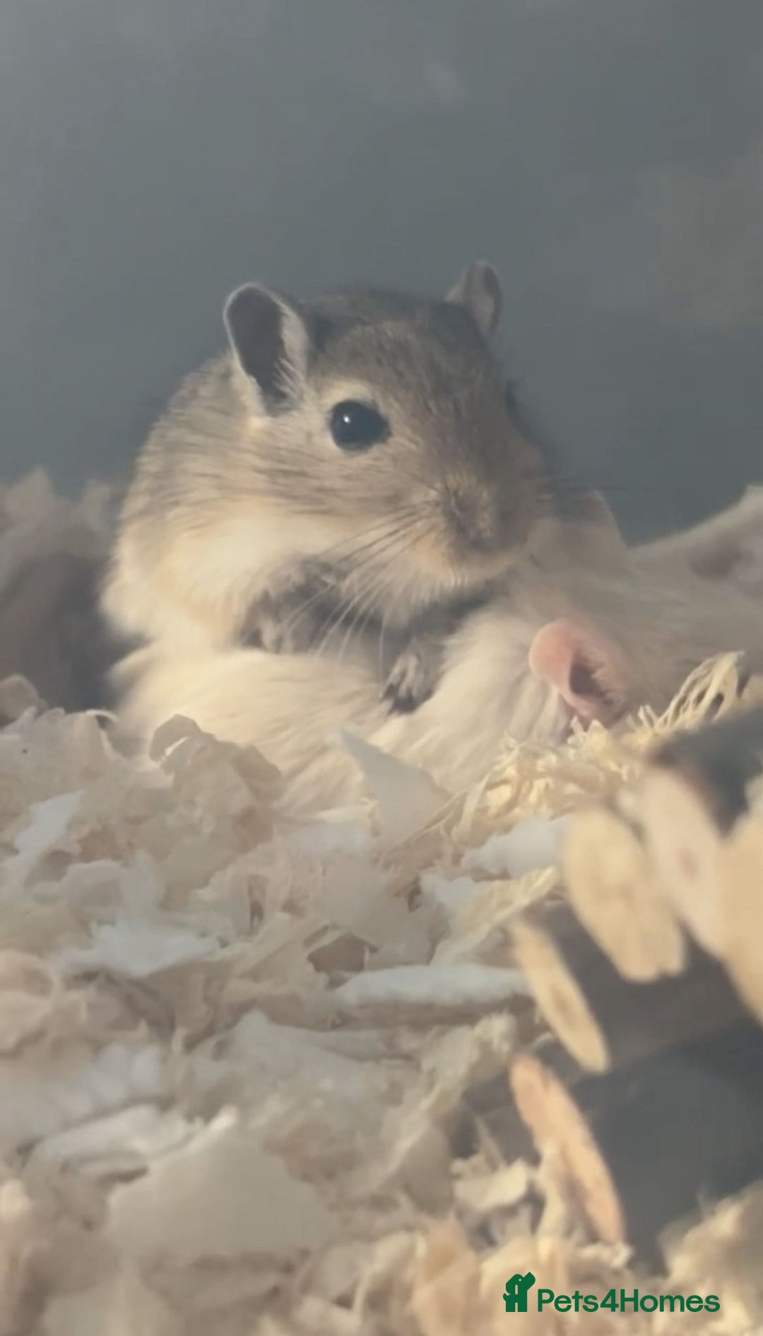 Gerbil rodents for sale: 2 Lovely Male Gerbils Needing New Home - Advert 5