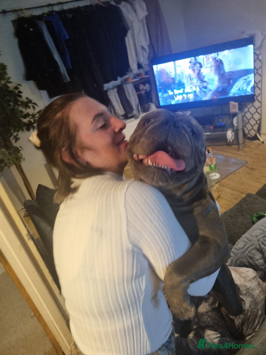 Olde English Bulldogge dogs for stud: Dog's name D.j  - Image 5
