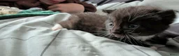 Bombay cats for sale: chocolate tuxedo cross bombay girl  - Advert 7