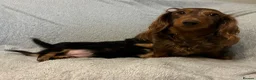 Miniature Dachshund dogs for sale: Two female LH MINI DACHSHUND pups PRA CLEAR ,  - Advert 11