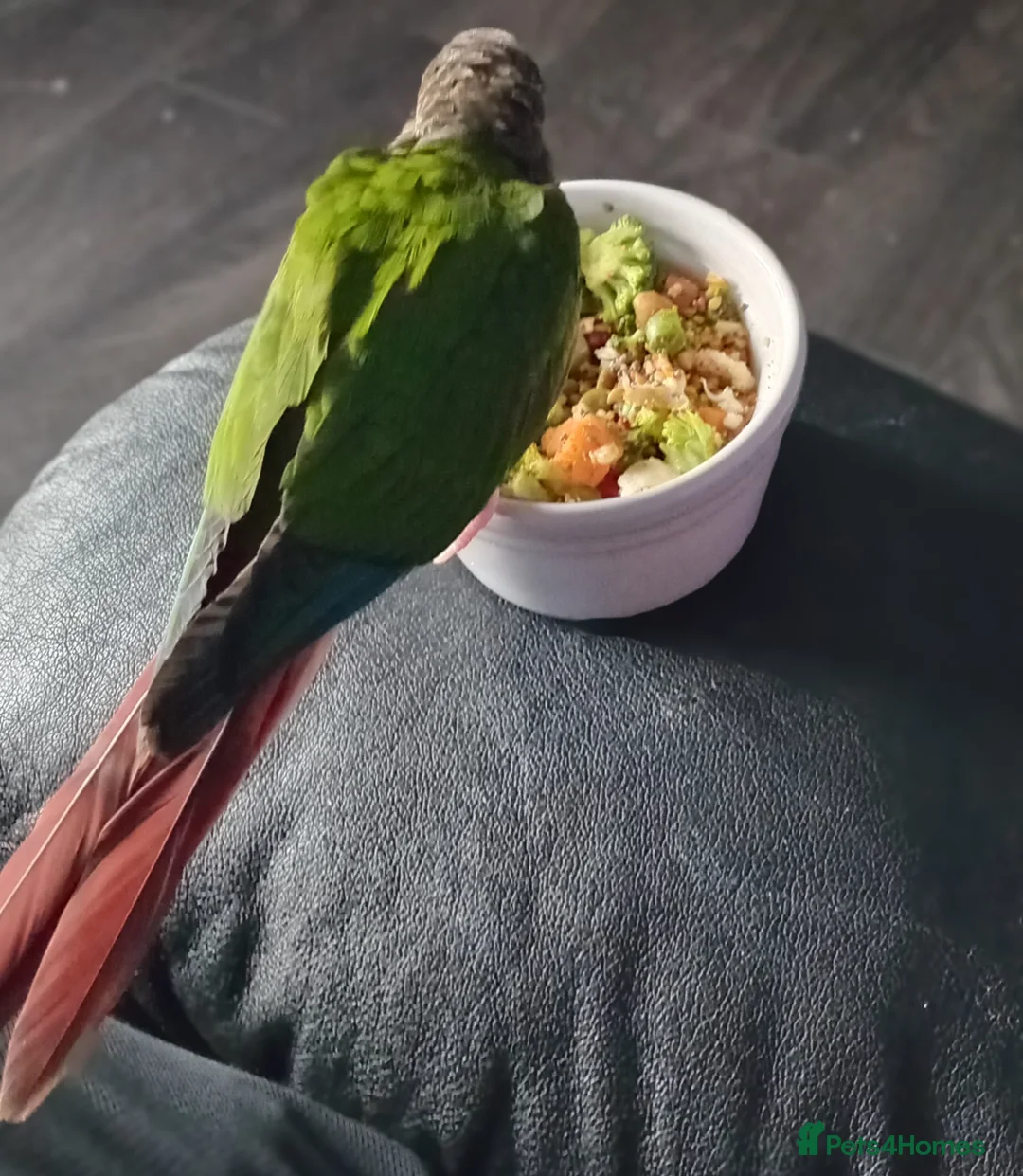Conures birds for sale: Hand tamed conure and cage for sale in Glasgow - Advert 20