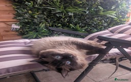 Ragdoll cats for stud: Beautiful MINK seal chocolate stud  - Image 9
