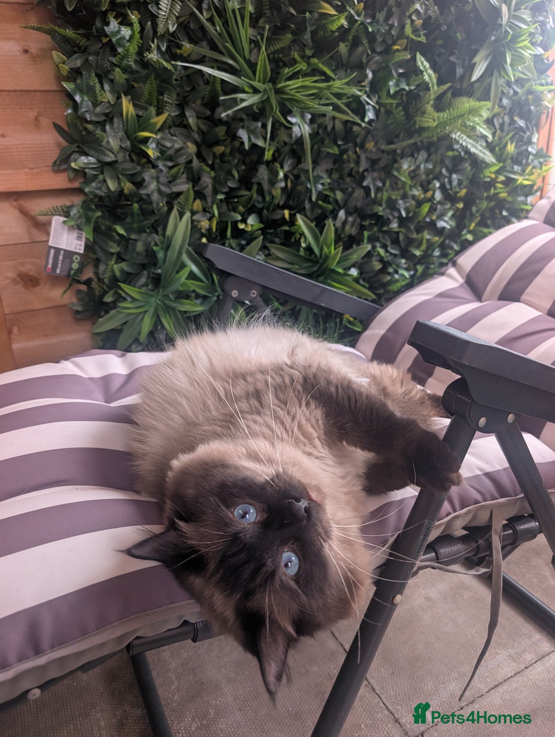 Ragdoll cats for stud: Beautiful MINK seal chocolate stud  - Image 9